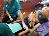 Un cabinet dentaire fait appel à un chien d'assistance