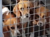 Un discret élevage français de Beagle pour fournir les laboratoires