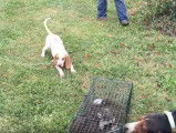 Entraînement à la chasse d'un chiot American English Coonhound