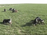 La chasse au lièvre en compagnie de Basset bleu de Gascogne