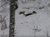 Un Basset de Westphalie chasse sous la neige