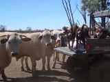 La journée de Kelpies Australiens meneurs d'un troupeau de vaches