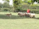 Conduite d'un troupeau de moutons par un Berger Belge Laekenois