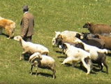 Des Karakachanskos Kuches guident un troupeau de moutons