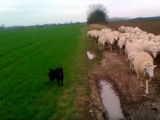 Un Chien de Berger Croate conduit un troupeau de moutons