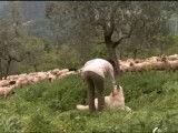 Le berger de Maremme-Abruzzes, chien de troupeau idéal