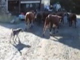 Un Berger des Alpes rentre un troupeau de vaches