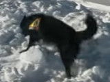 Chiens d'avalanche : ces chiens qui sauvent des vies