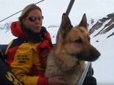 Chien d'avalanche : un entraînement de longue haleine