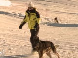Chien d'avalanche : session départementale en Savoie