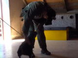 Entraînement de futurs chiens policiers
