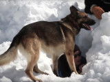 Le travail et l'entraînement des chiens d'avalanche