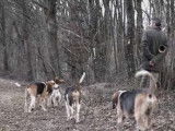 Des Grands Anglo-Français Tricolores à la chasse au renard
