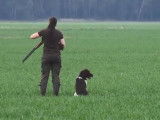 Grand Epagneul de Munster - scène de chasse sans gibier