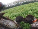 Deux Grands Épagneuls de Münster à la chasse au coq faisan commun