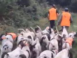 Une meute de Gascons Saintongeois à la chasse au sanglier