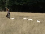 Chiots Gascon Saintongeois de 3 mois - entrainement sur peau de sanglier