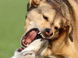 Les combats de chiens