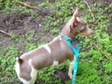 Des Teddy Roosevelt Terrier en pleine recherche de truffes