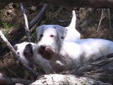 Une meute de Sealyham Terrier à la chasse