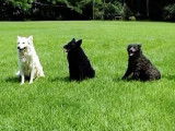 Des chiens Mudis actifs et heureux