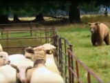 Un courageux Akbash fait fuir un ours