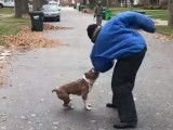Un American Bully attaque sur commande