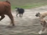 Trois Barbado da Terceira au travail avec des vaches