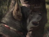 Le chien Jämthund : le chasseur nordique