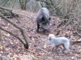 Bedlington Terrier au travail sur un sanglier
