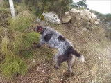 Griffon Korthals chasse des perdreaux