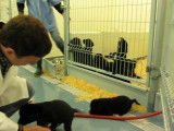 9 chiots Labernois potentiels futurs chiens d'assistance