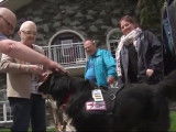 Preti, une chienne Labernois aide-soignante