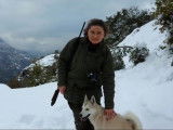 Les Laika de Siberie occidental, les chiens chasseurs de sangliers