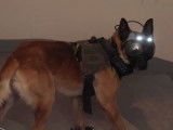 Un Malinois dans les forces spéciales