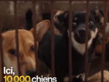 Chine : le festival de la viande de chien de Yulin