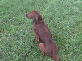 Un Setter Irlandais chassant en plaine