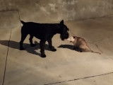 Face à face entre un Schnauzer Moyen et un opossum