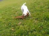 Partie de chasse de faisans pour un Setter Anglais