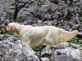 Un Setter Anglais de toute beauté, et qui excelle à la chasse