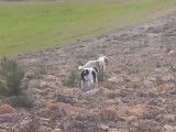 Un Setter Anglais et un Pointer à la chasse