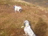 Partie de chasse pour un Setter Anglais et un Pointer