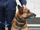 Un chien de garde avec son maître