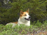 Partie de chasse avec un Spitz de Norrbotten