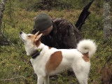 Chasse en Suède avec un Spitz de Norrbotten