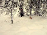 Chasse en Suède avec un Spitz de Norrbotten - Seconde partie