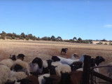 Beau travail sur troupeau d'un Smithfield Collie
