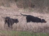 Deux Setter Gordon à la chasse