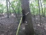 Un Treeing Walker Coonhound tente de grimper à un arbre pour attraper une proie