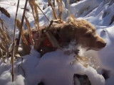 Un Braque Hongrois à poil dur chasse dans la neige